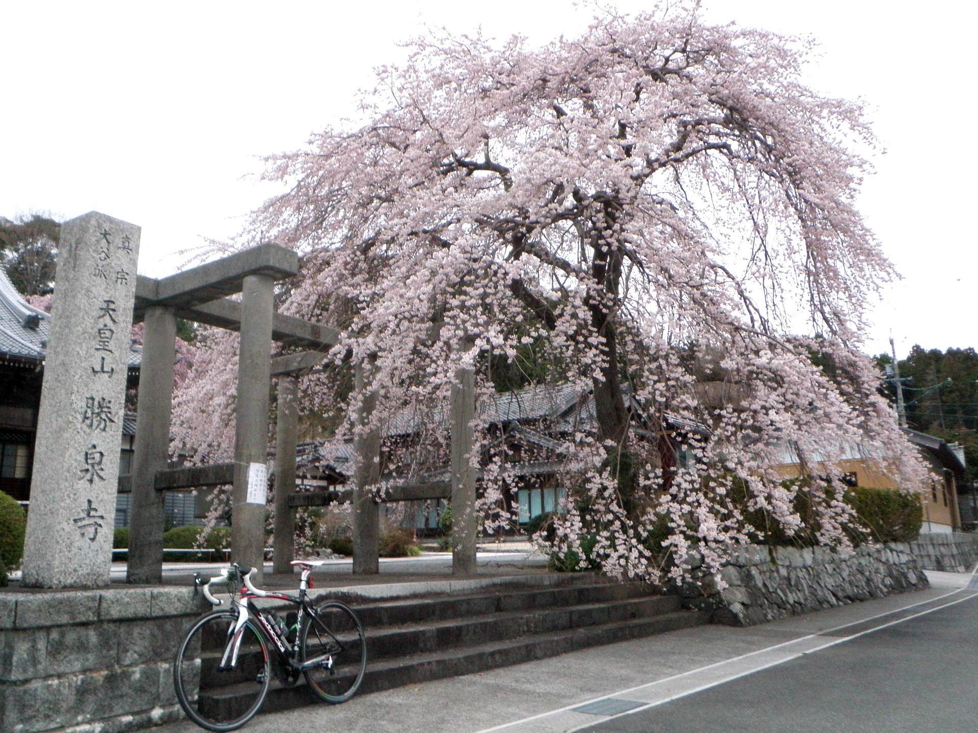 ハンコケースは桜満開 はんこ屋より一言